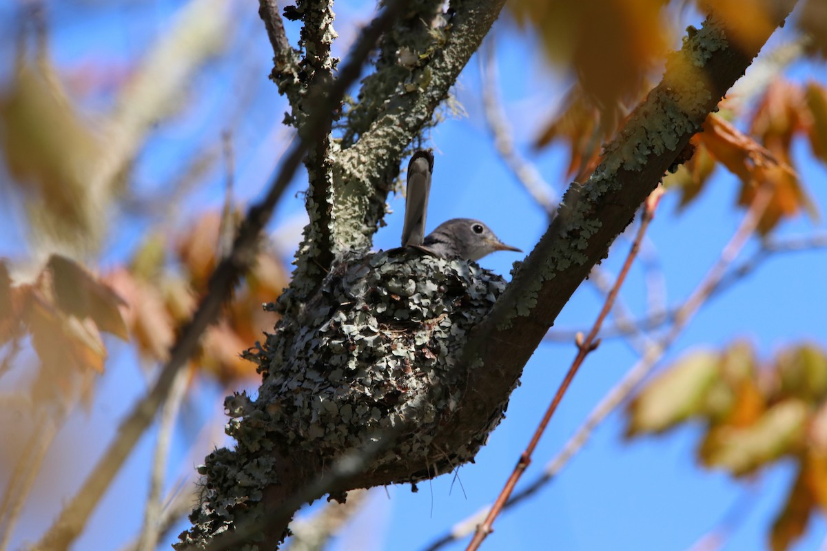 Blue-gray Gnatcatcher (caerulea) - ML434883111