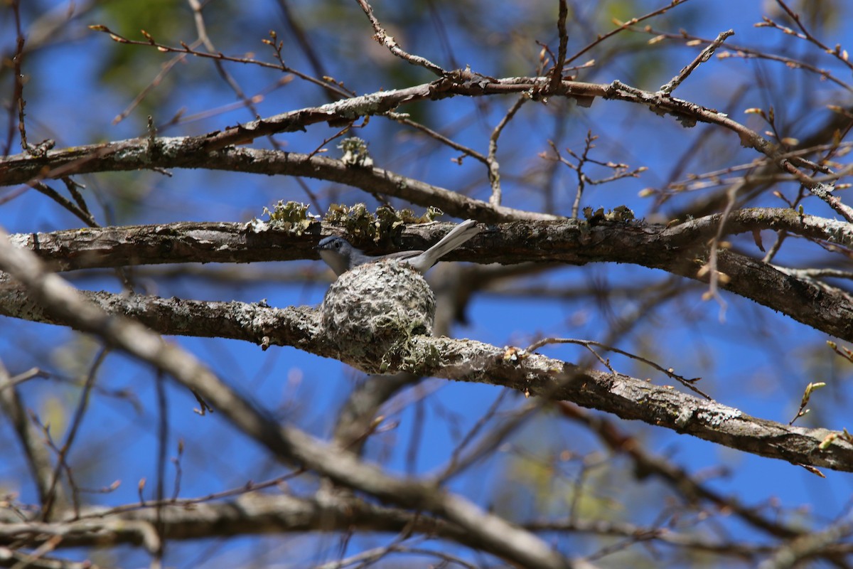 Blue-gray Gnatcatcher (caerulea) - ML434883121