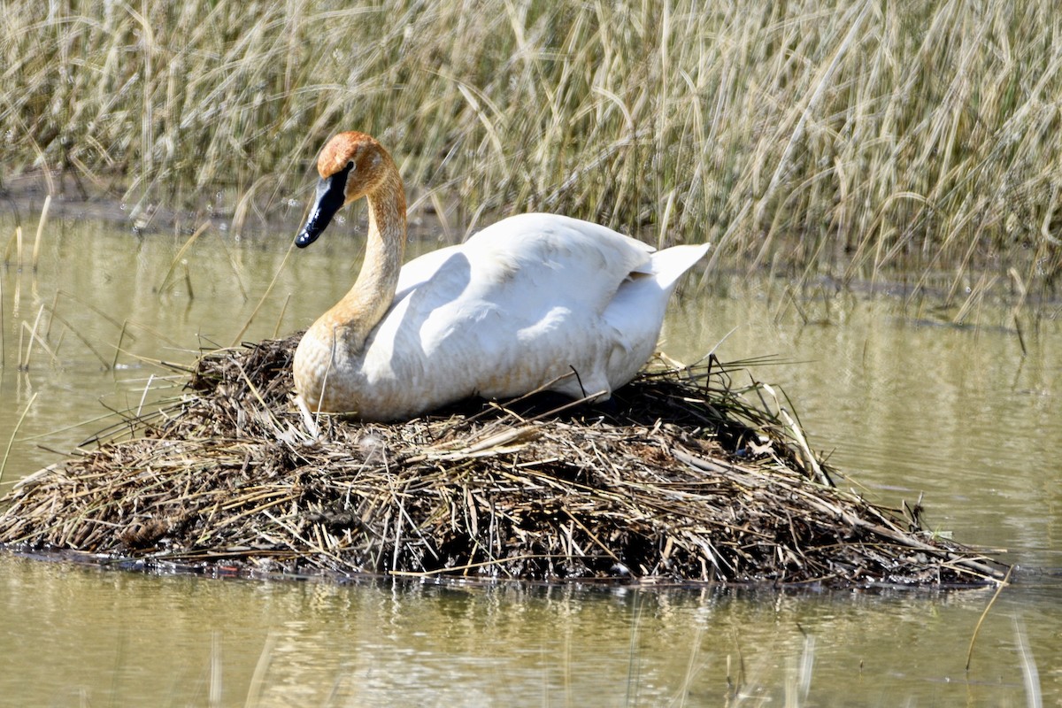 Trumpeter Swan - Vee Cee (*v*)