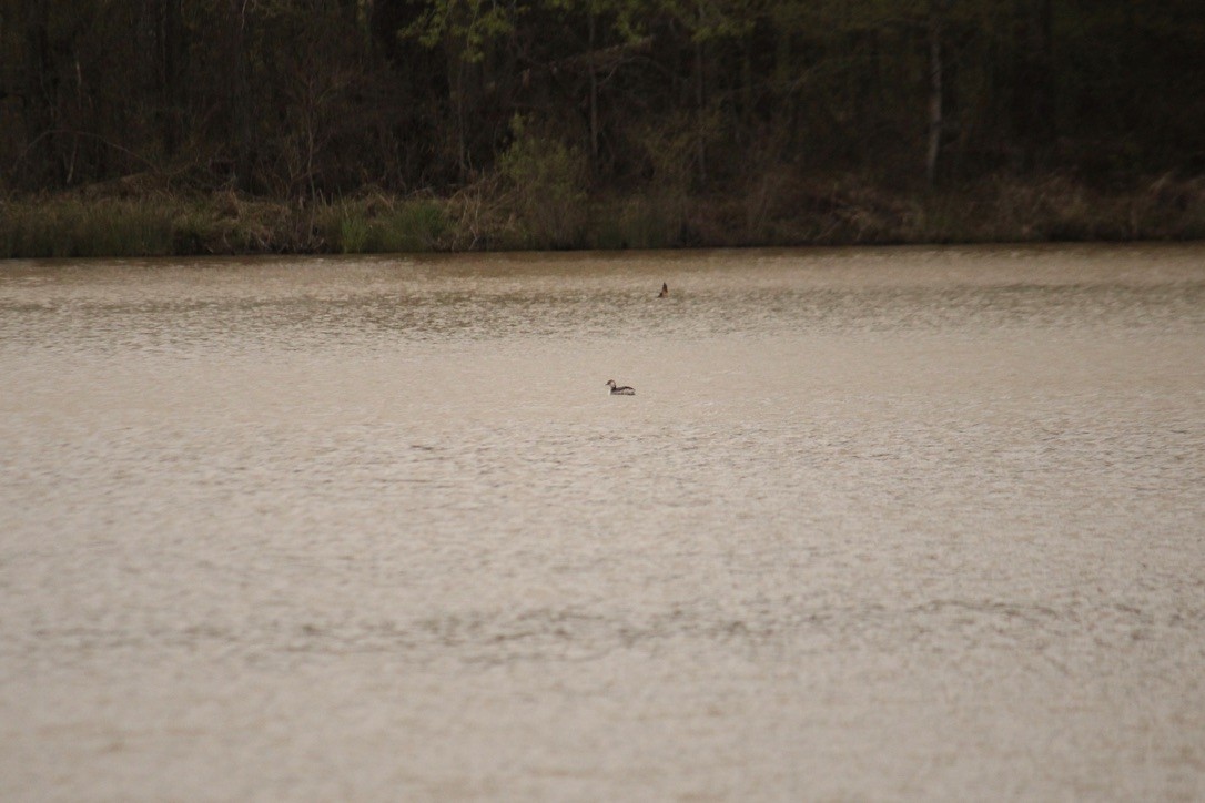 טבלן לבן-לחיים - ML434886211