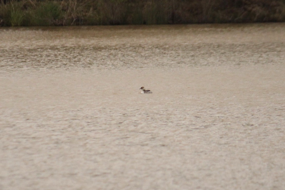 טבלן לבן-לחיים - ML434886271