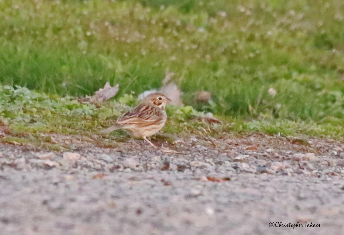 Vesper Sparrow - ML434887671