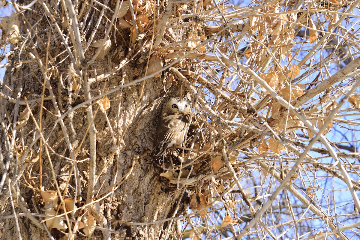 Northern Saw-whet Owl - ML434889161