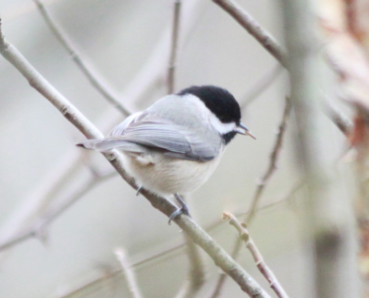 Carolina Chickadee - Kathy Richardson