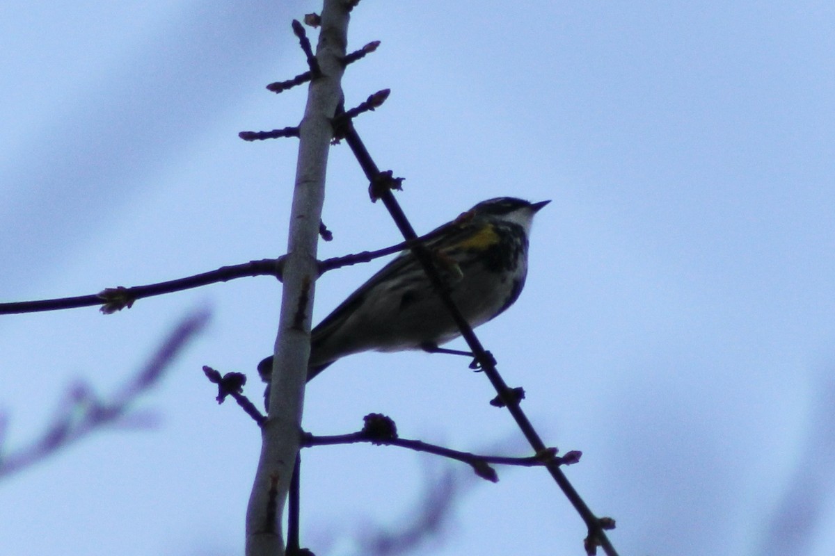 Yellow-rumped Warbler - ML434889661