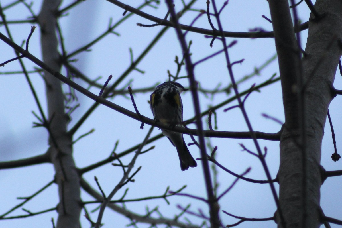 Yellow-rumped Warbler - Brady Higginbotham