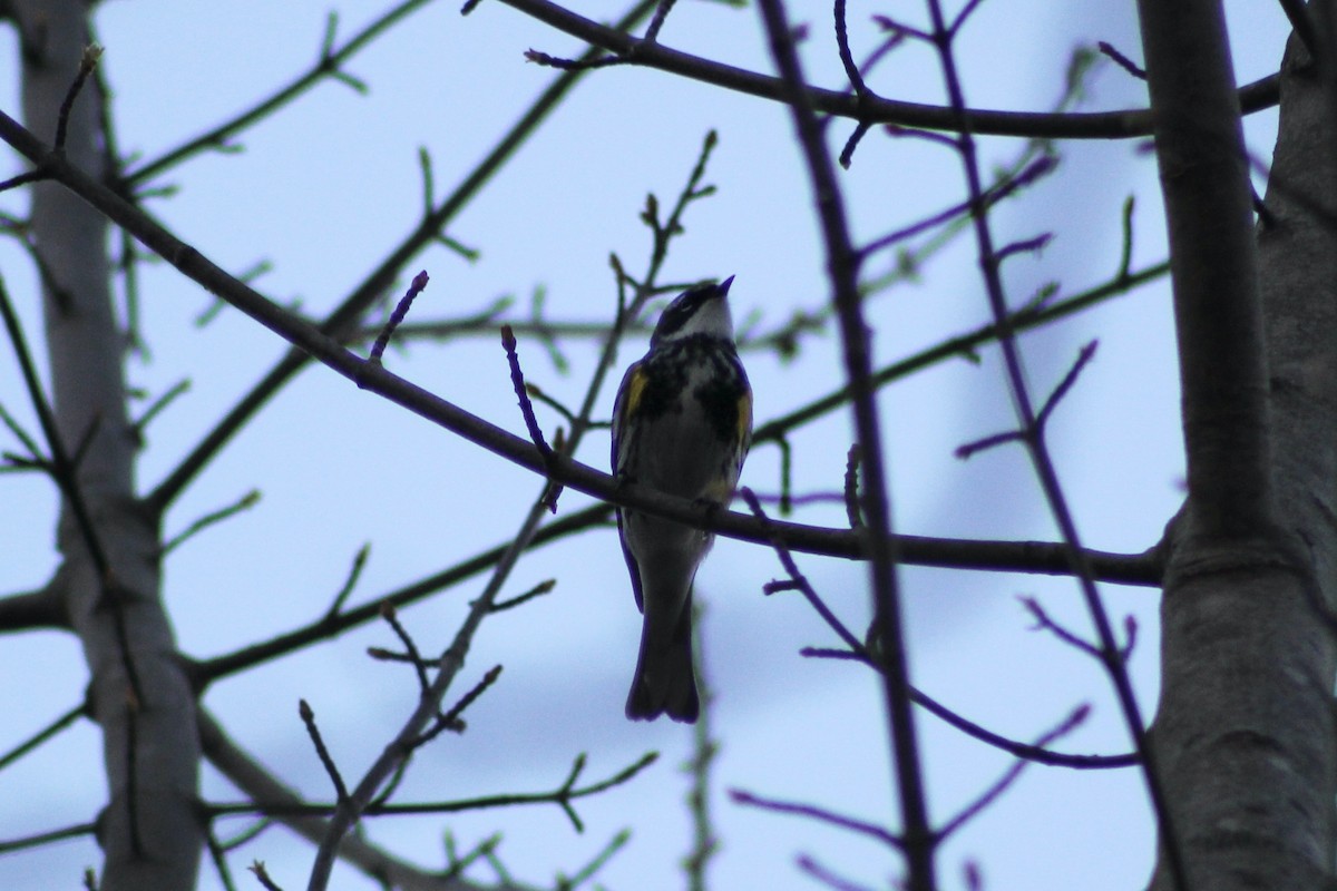 Yellow-rumped Warbler - ML434889681