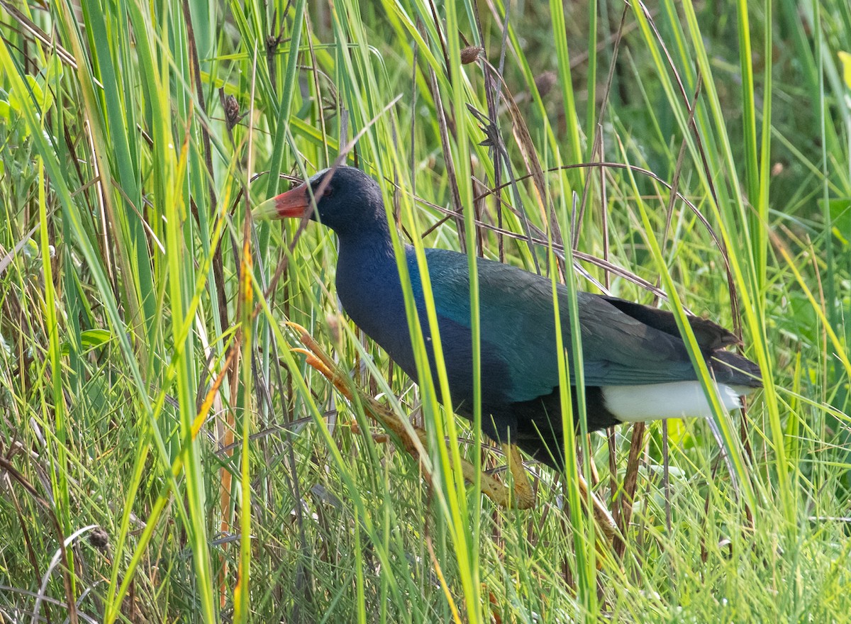 Purple Gallinule - ML434890431