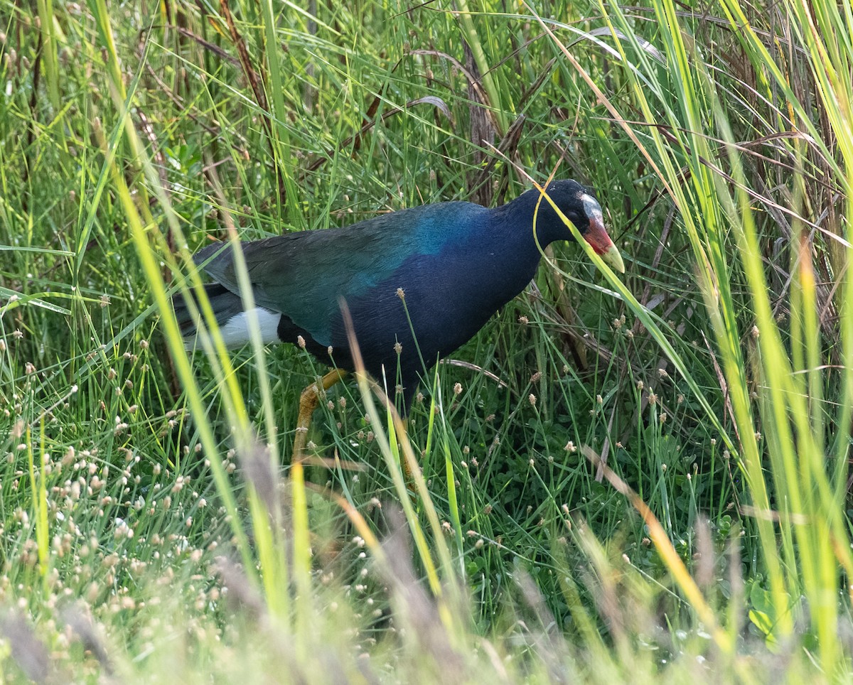 Purple Gallinule - ML434890521