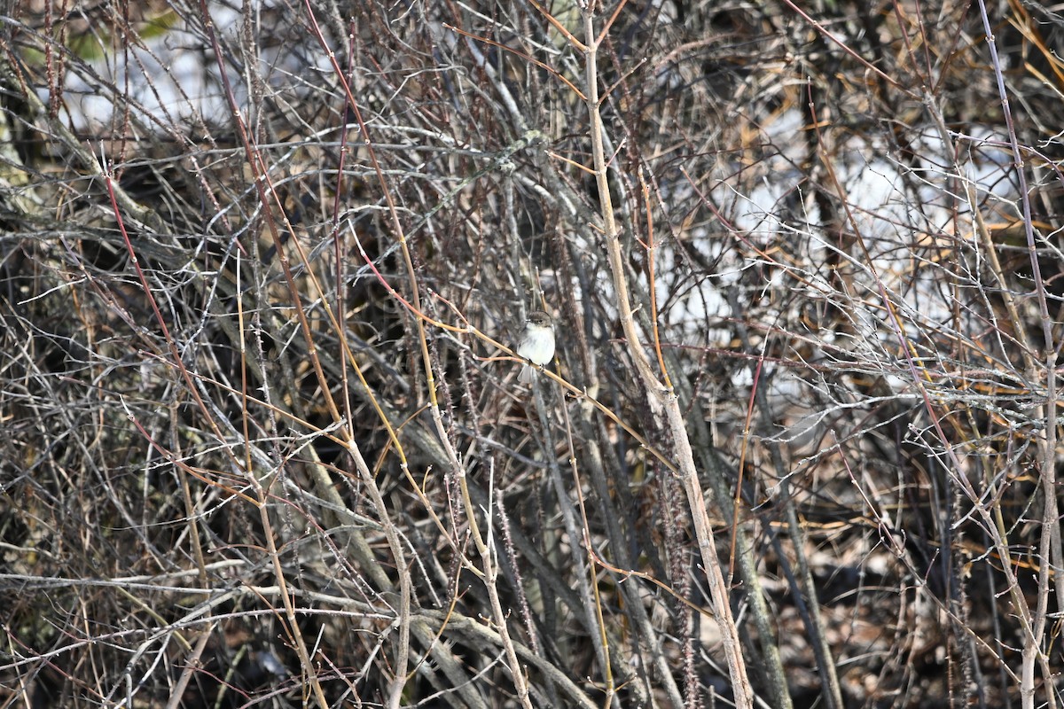 Eastern Phoebe - ML434893391