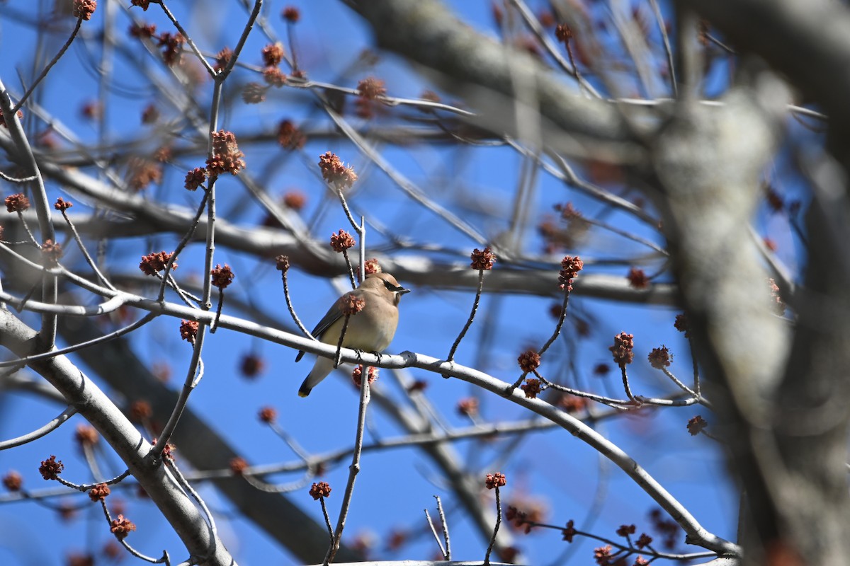 Cedar Waxwing - ML434893471