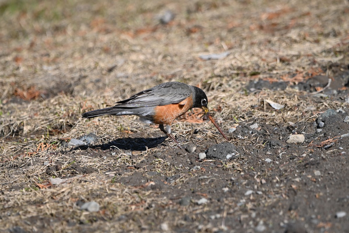 American Robin - ML434893681