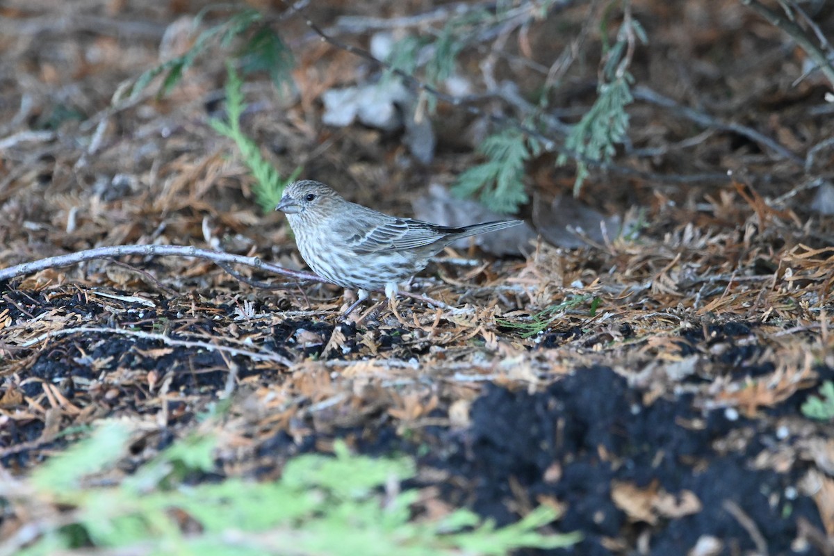 House Finch - ML434894011