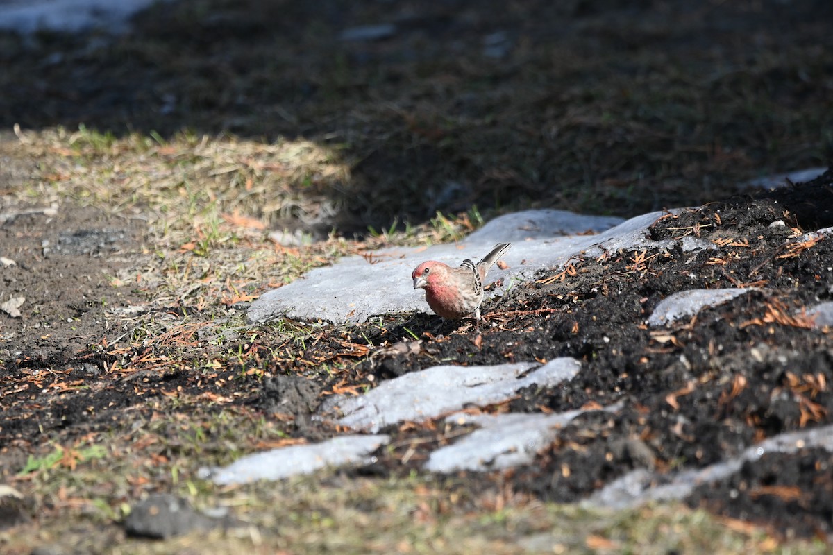 House Finch - ML434894031