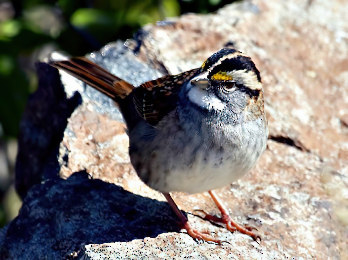 White-throated Sparrow - ML434894711