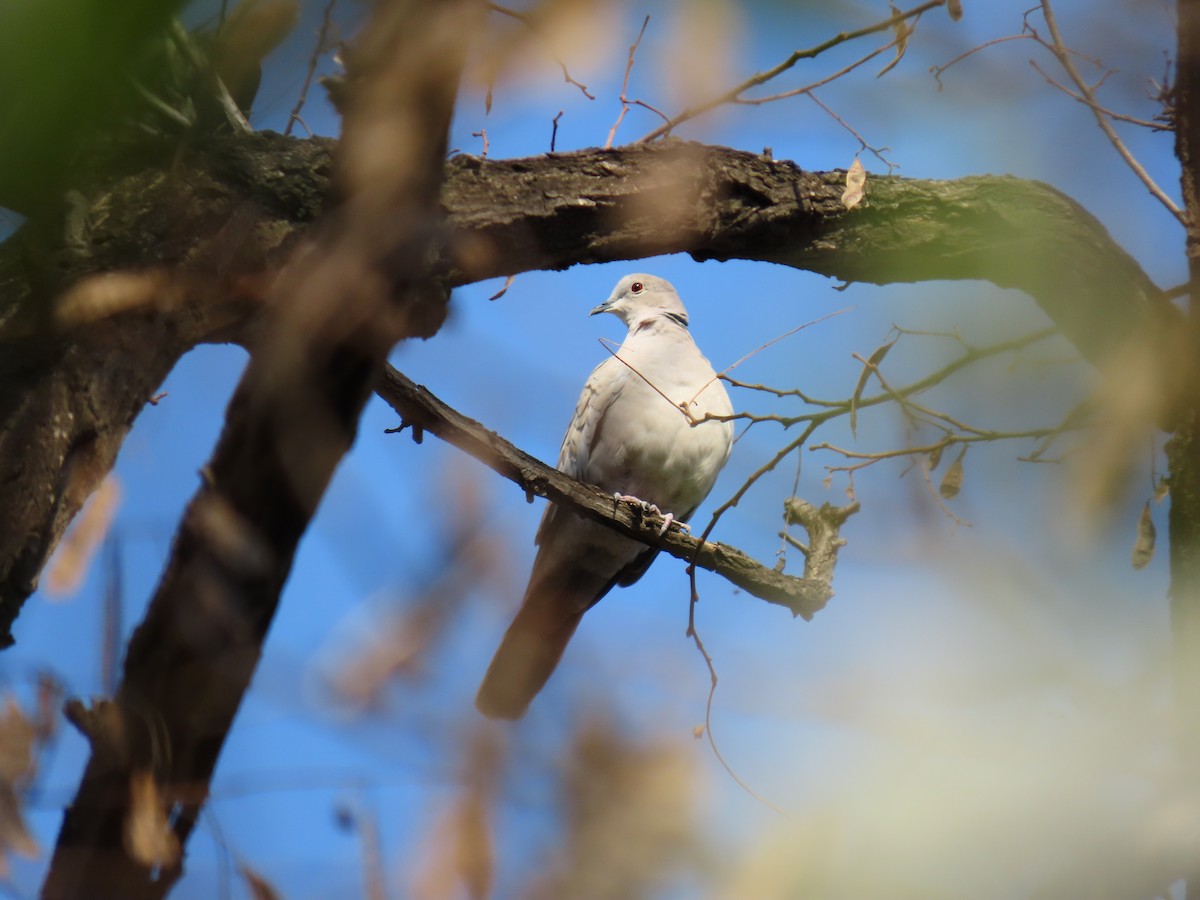 Буулгат хүүрзгэнэ - ML434896301