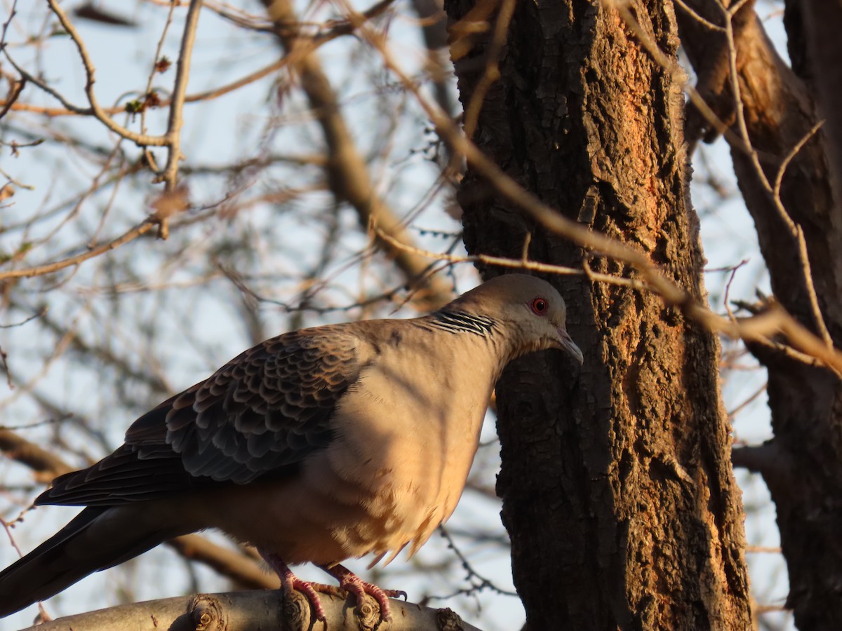 Дорнын хүүрзгэнэ - ML434896311