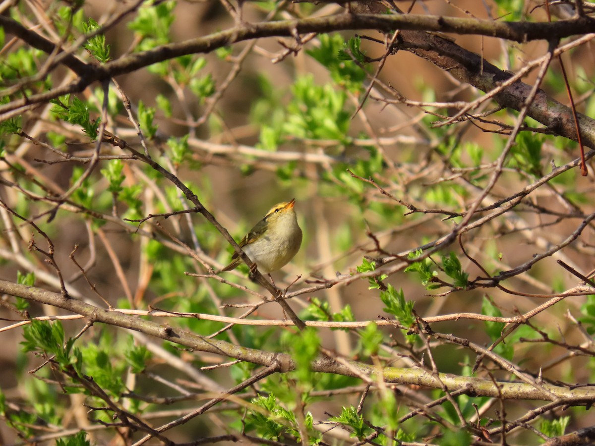 Жирхэн дууч шувуу - ML434896541