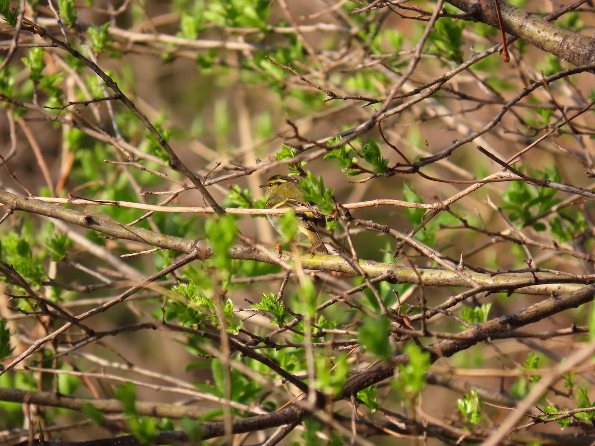 Жирхэн дууч шувуу - ML434896851