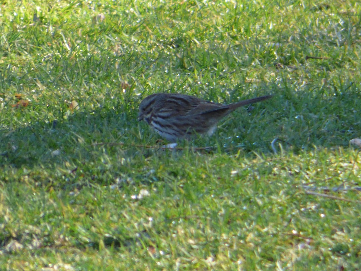 Song Sparrow - ML43489801