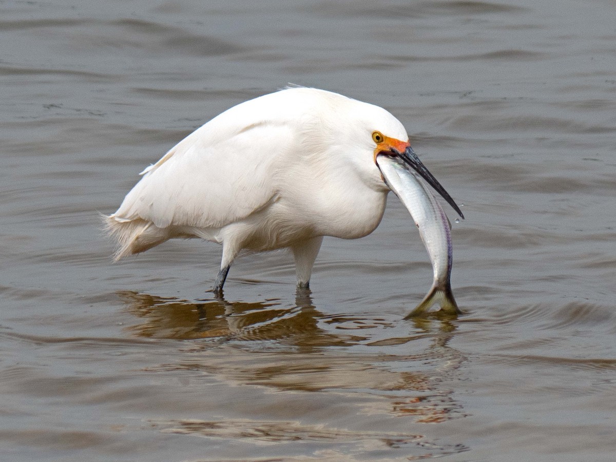 Snowy Egret - ML434898361