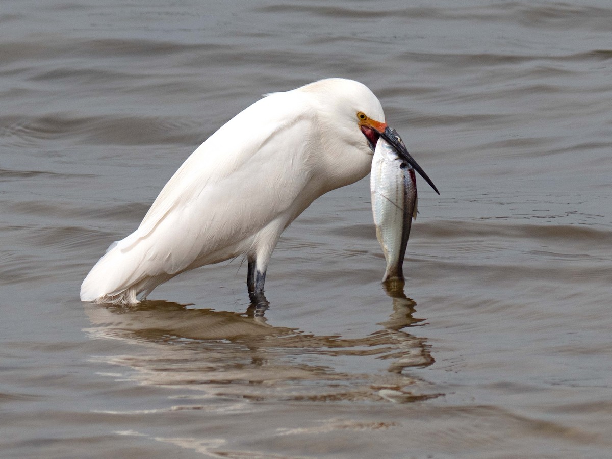 Snowy Egret - ML434898371