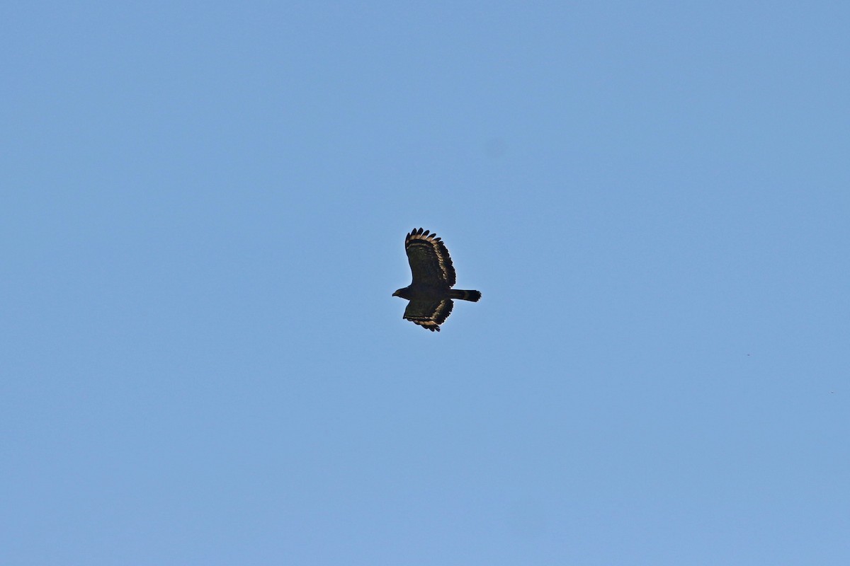 Crested Serpent-Eagle - ML434898571