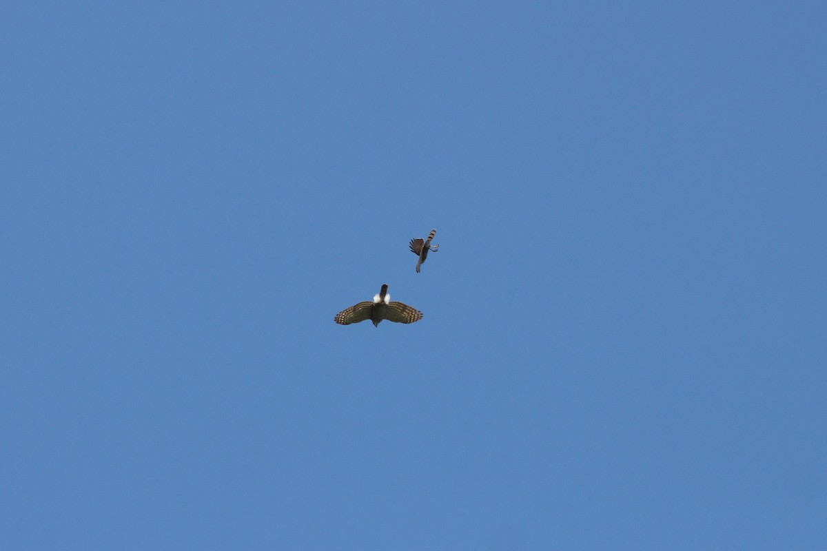 Crested Goshawk - ML434898671