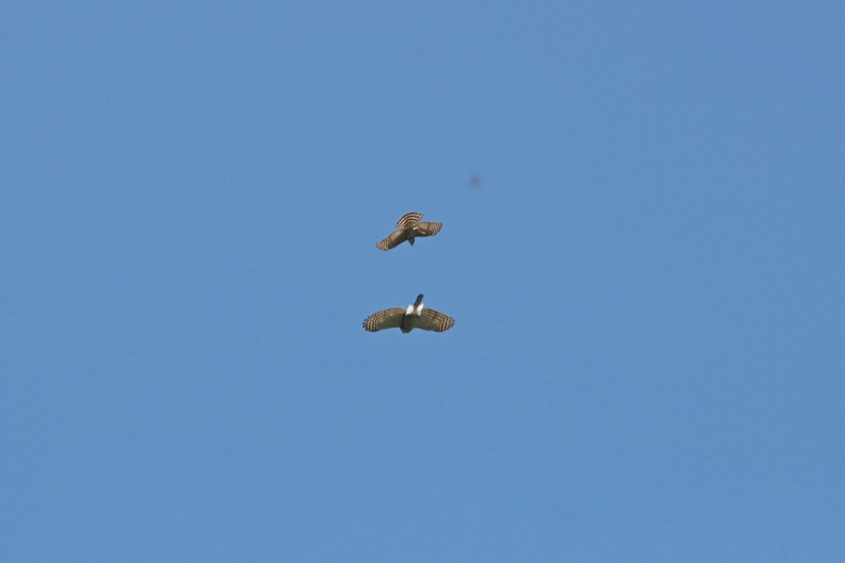 Crested Goshawk - ML434898681