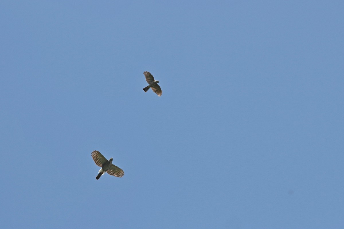 Crested Goshawk - ML434898691