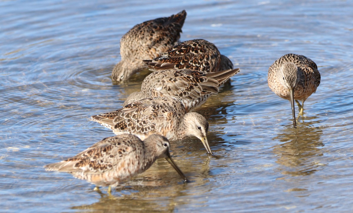 Long-billed Dowitcher - ML434899041