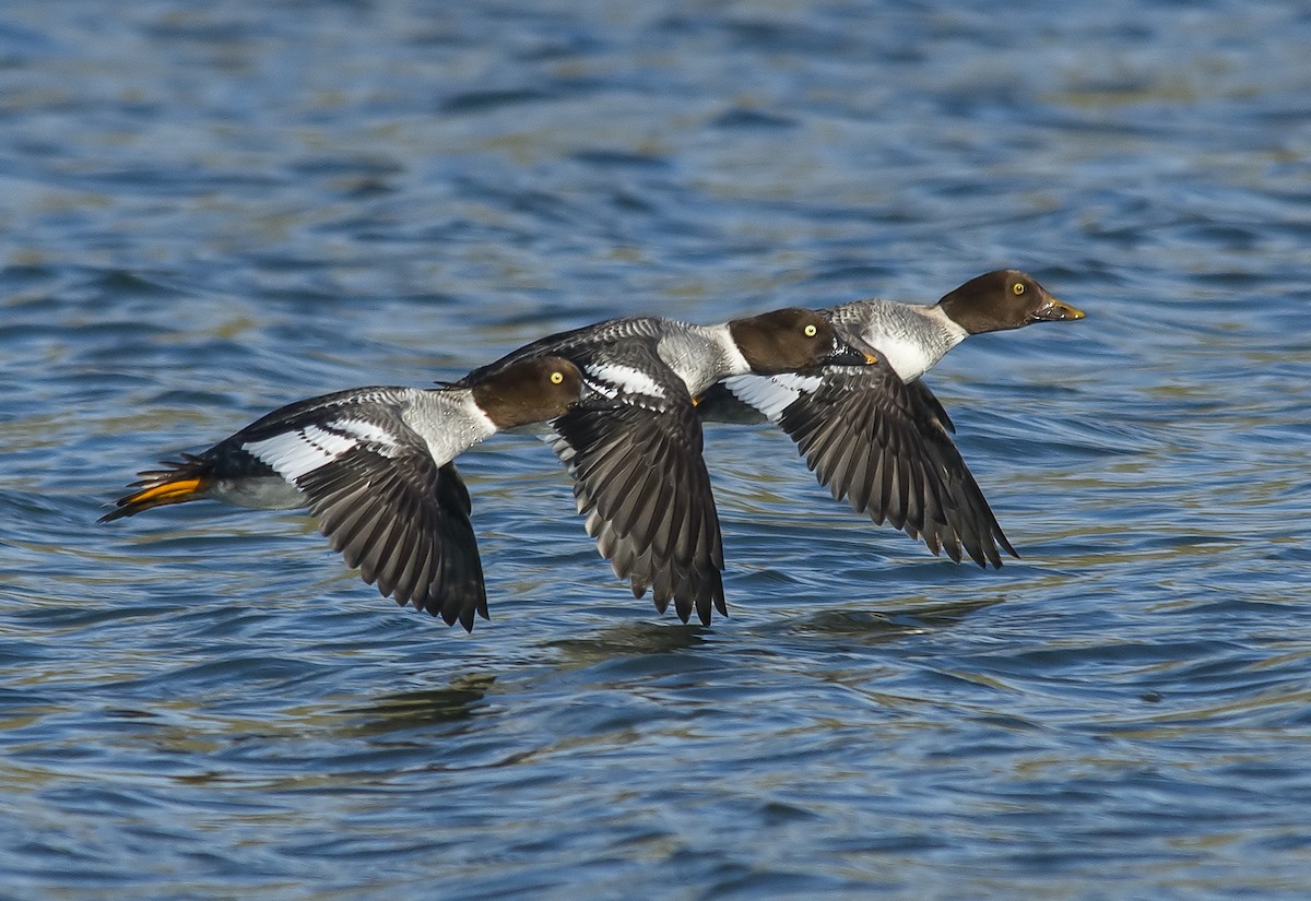 Common Goldeneye - ML43490021