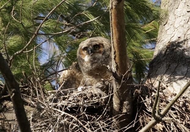 Great Horned Owl - ML434900751