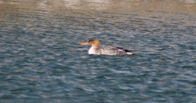 Red-breasted Merganser - ML434901001