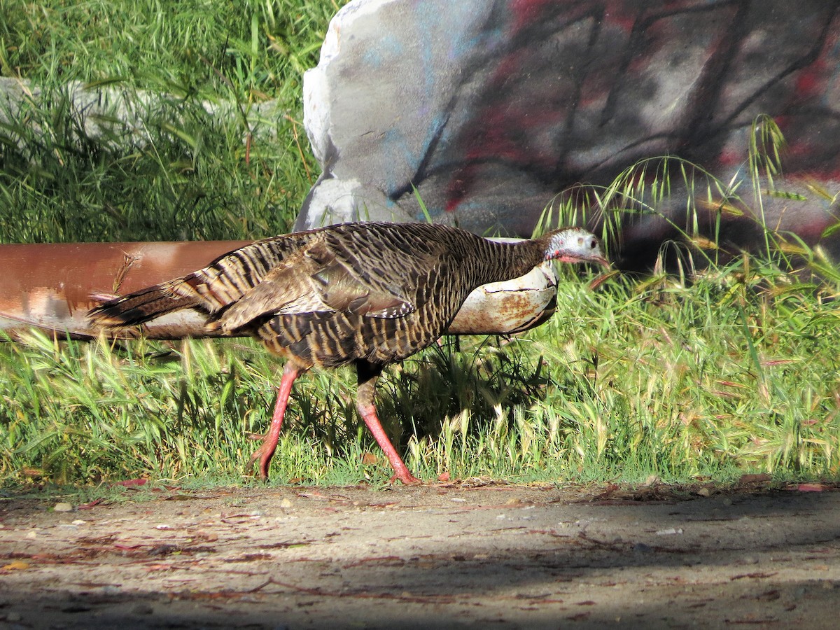 Wild Turkey - ML434902631