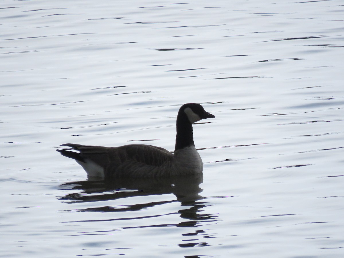 Cackling Goose - ML434902781