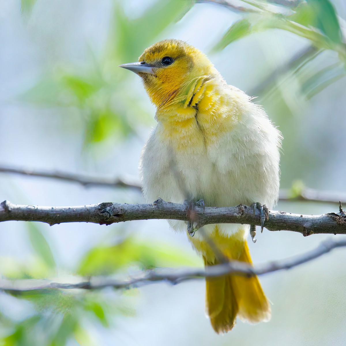 Oriole de Bullock - ML434903131