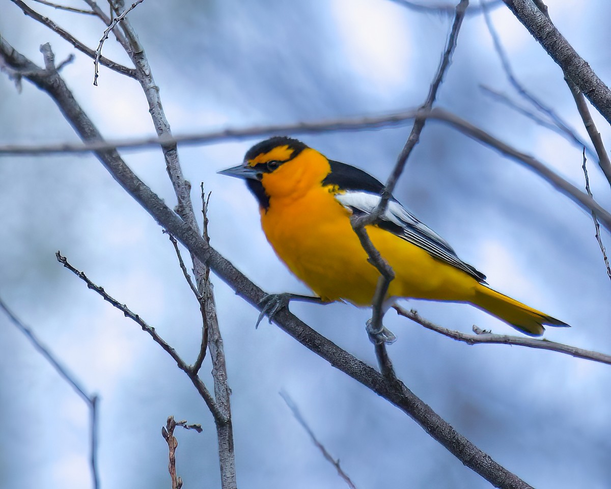 Oriole de Bullock - ML434903251