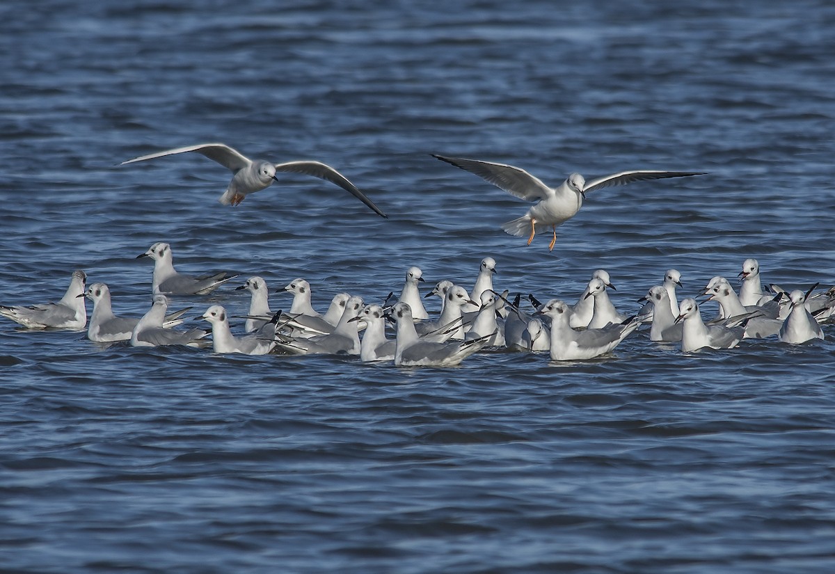 Bonaparte's Gull - Jerry Ting