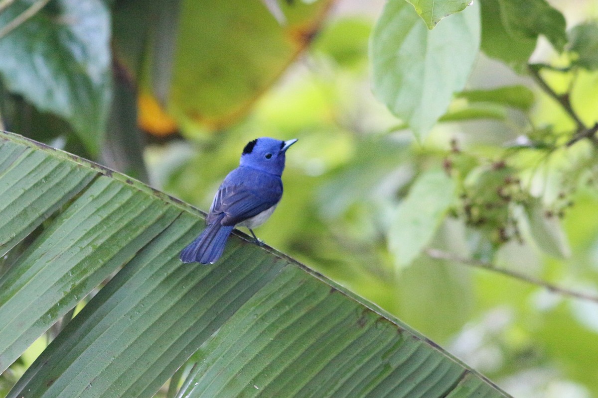 Black-naped Monarch - ML434904361