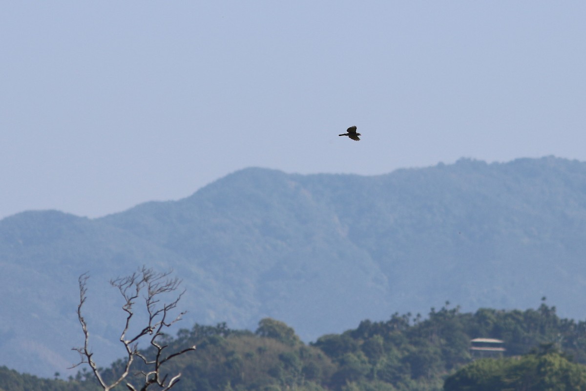Crested Goshawk - ML434904491