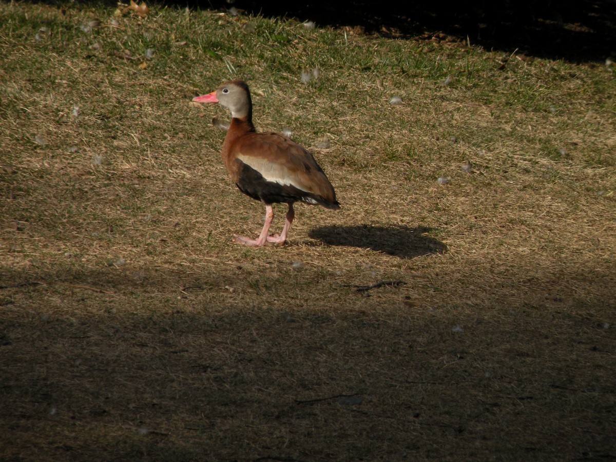 Black-bellied Whistling-Duck - Nick Newberry