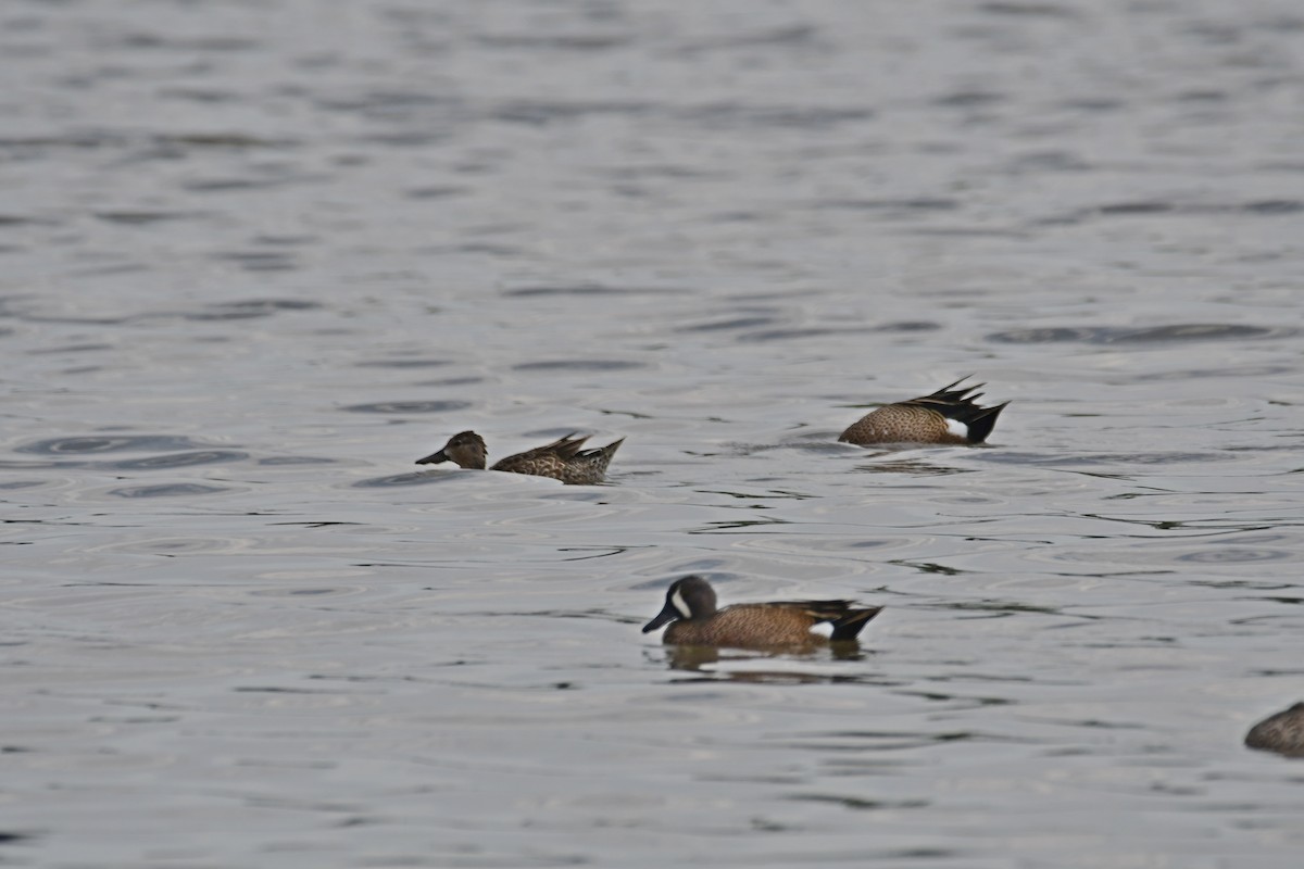 Blue-winged Teal - ML434905681