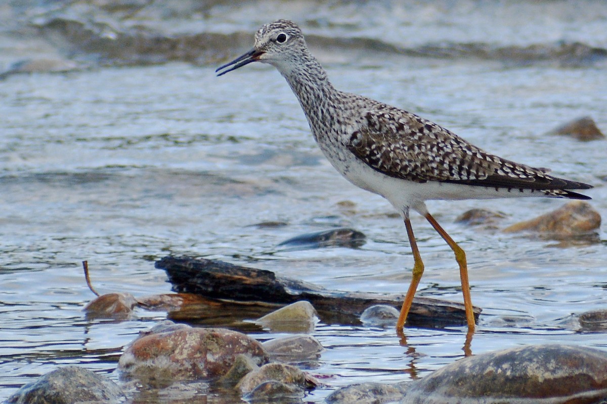 Lesser Yellowlegs - ML434905941