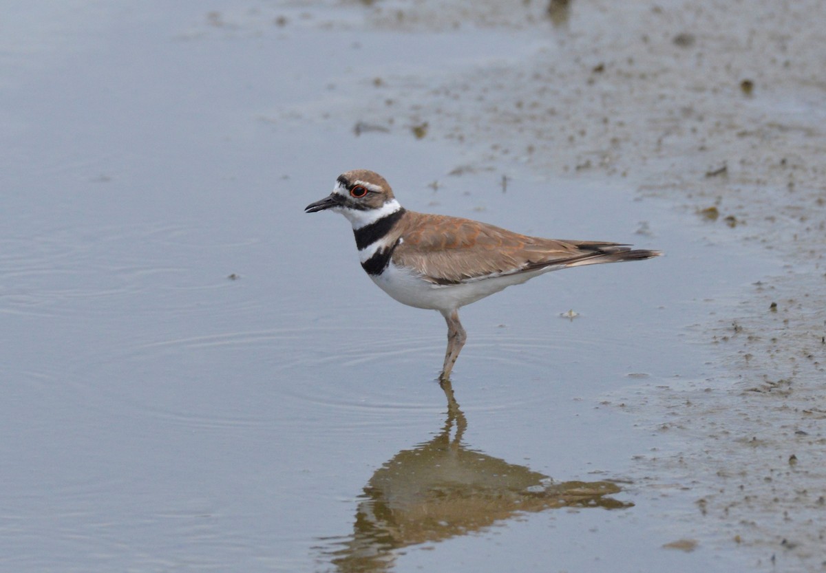 Killdeer - ML434907511