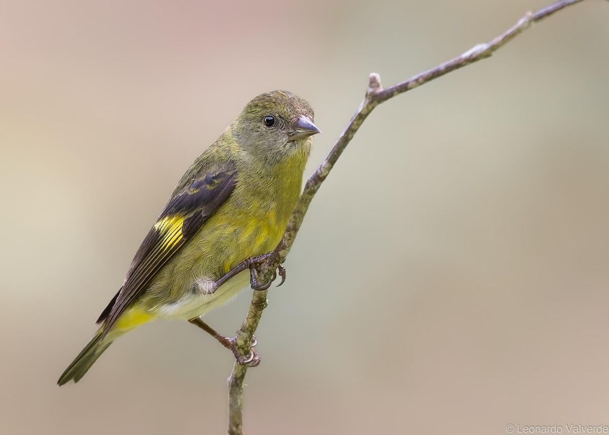 Yellow-bellied Siskin - Leonardo Valverde