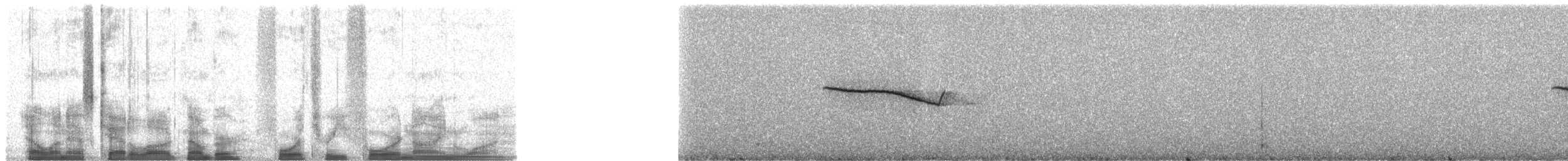 Breitspiegel-Nachtschwalbe (ruficervix) - ML43491