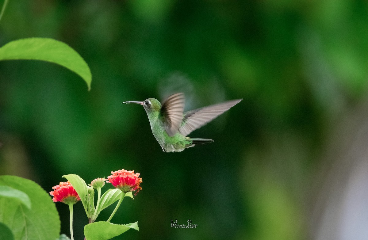 Green-tailed Goldenthroat - ML434911001