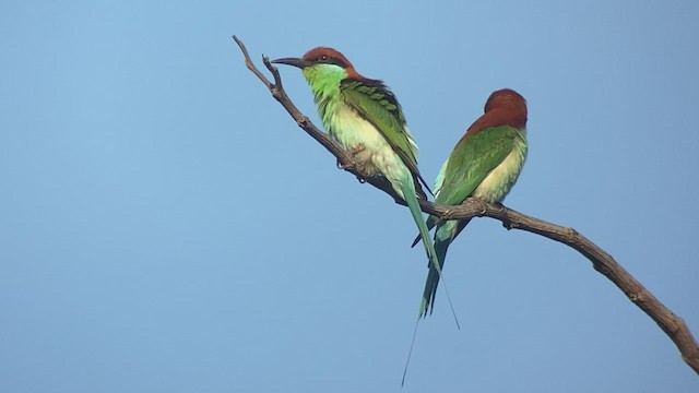 Rufous-crowned Bee-eater - ML434912561