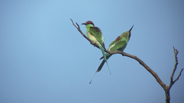 Rufous-crowned Bee-eater - ML434912581